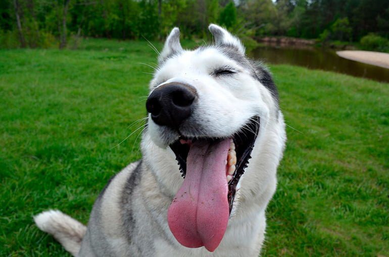 husky siberiano sentado en el jardín