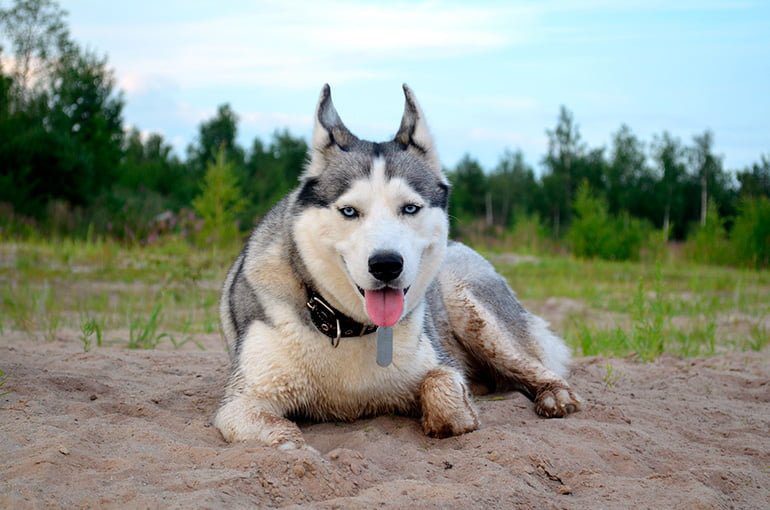 pero-husky-tumbado-sobre-la-arena