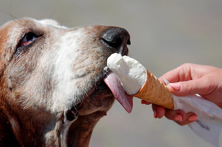 perro-anciano-comiendo-un-poco-de-helado