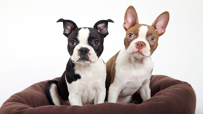 perro boston terrier