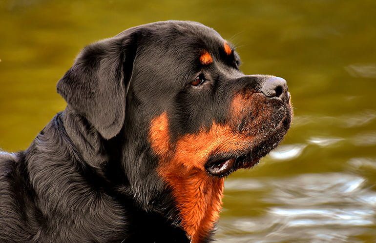 perro de raza rottweiler