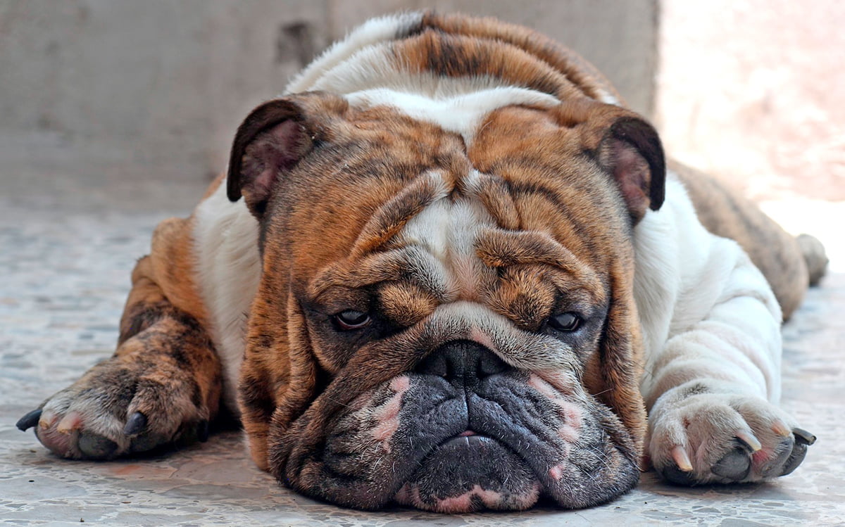 perro diagnoticado de Cushing