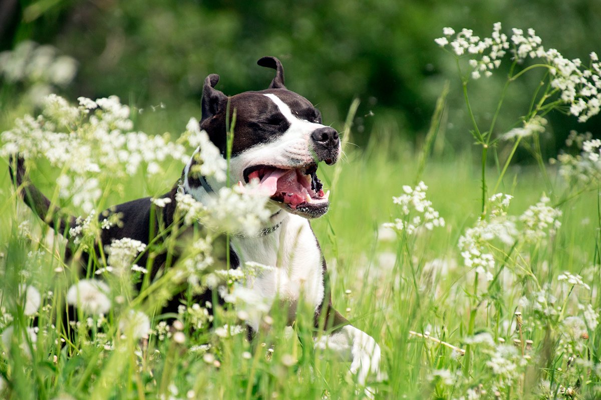 perro estornudando por el polen que desprenden las flores