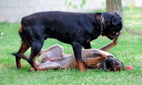 perro intentando montar