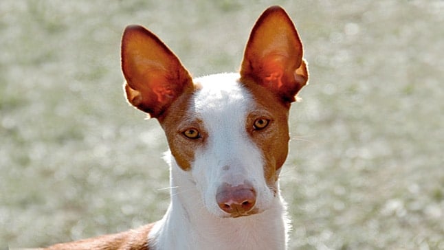 perro podenco ibérico