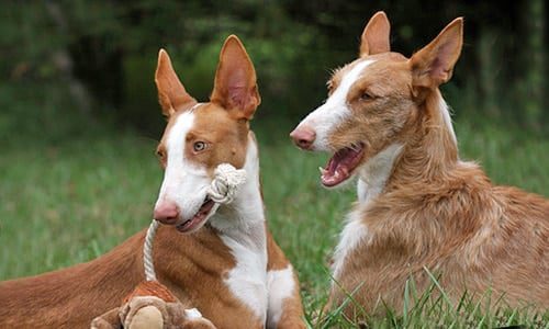 perros podenco inbérico en el monte