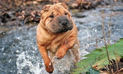 shar pei corriendo