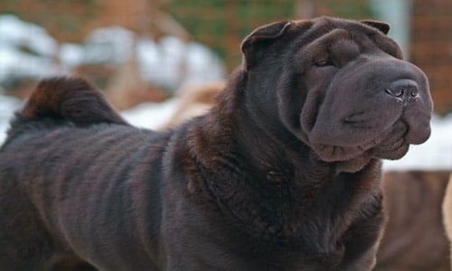 shar pei negro