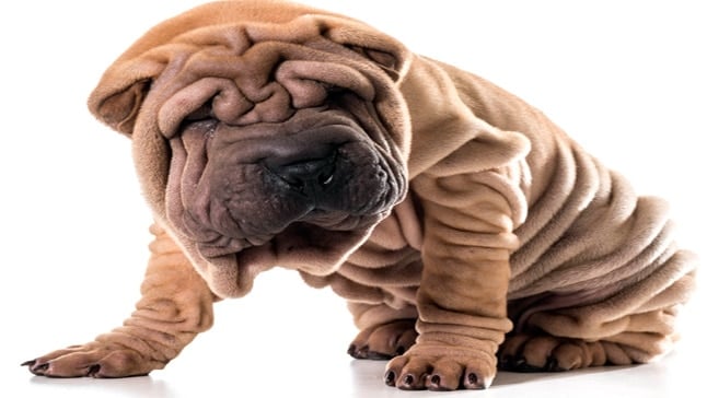 shar pei2