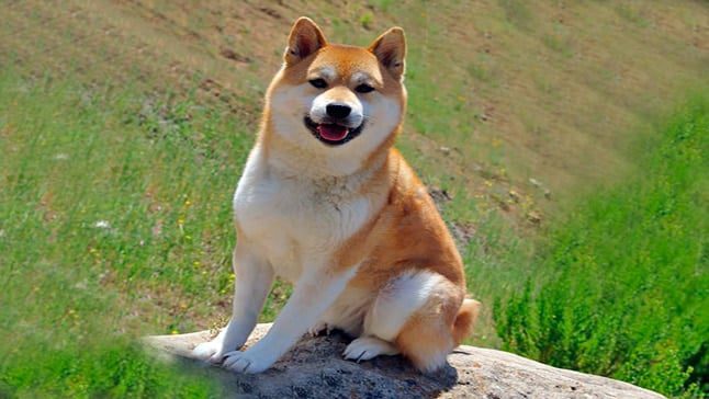 shiba inu1