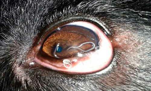 thelazia en ojo de perro