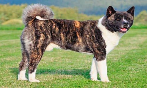 Akita americano campo