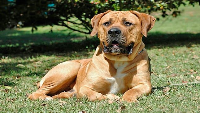 Boerboel2