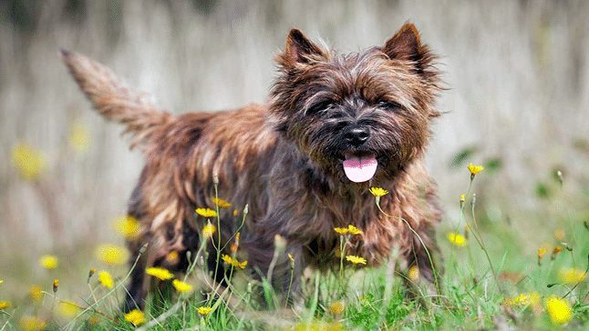 CAIRN TERRIER1