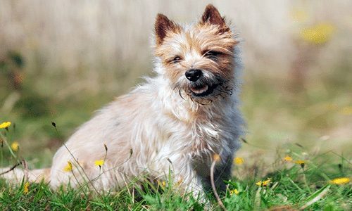 perro CAIRN TERRIER