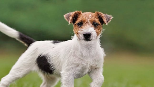 Jack Russell Terrier