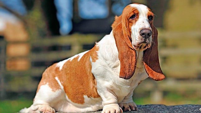 basset hound1