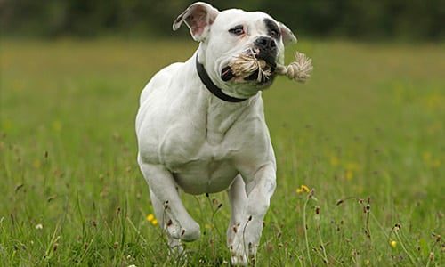 bulldog americano adulto