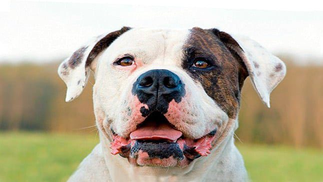 bulldog americano perro