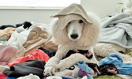 caniche gigante en casa