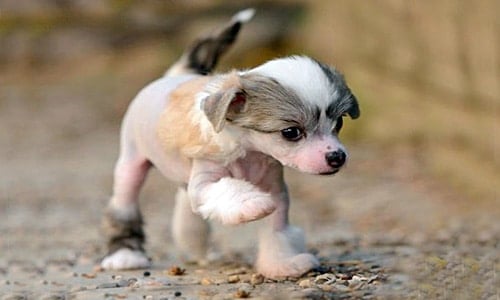 cachorro crestado chino