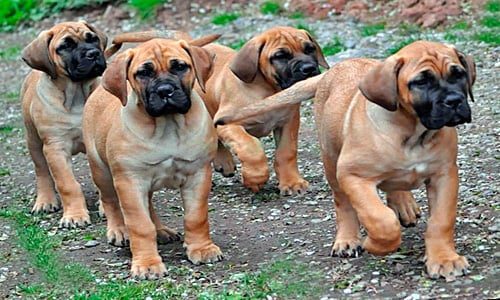cachorros de boerboel