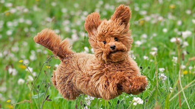 caniche mini corriendo