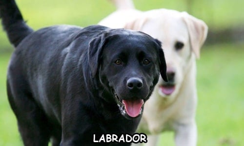 labrador