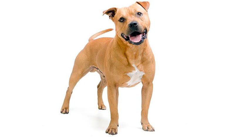 perro Staffordshire bull terrier