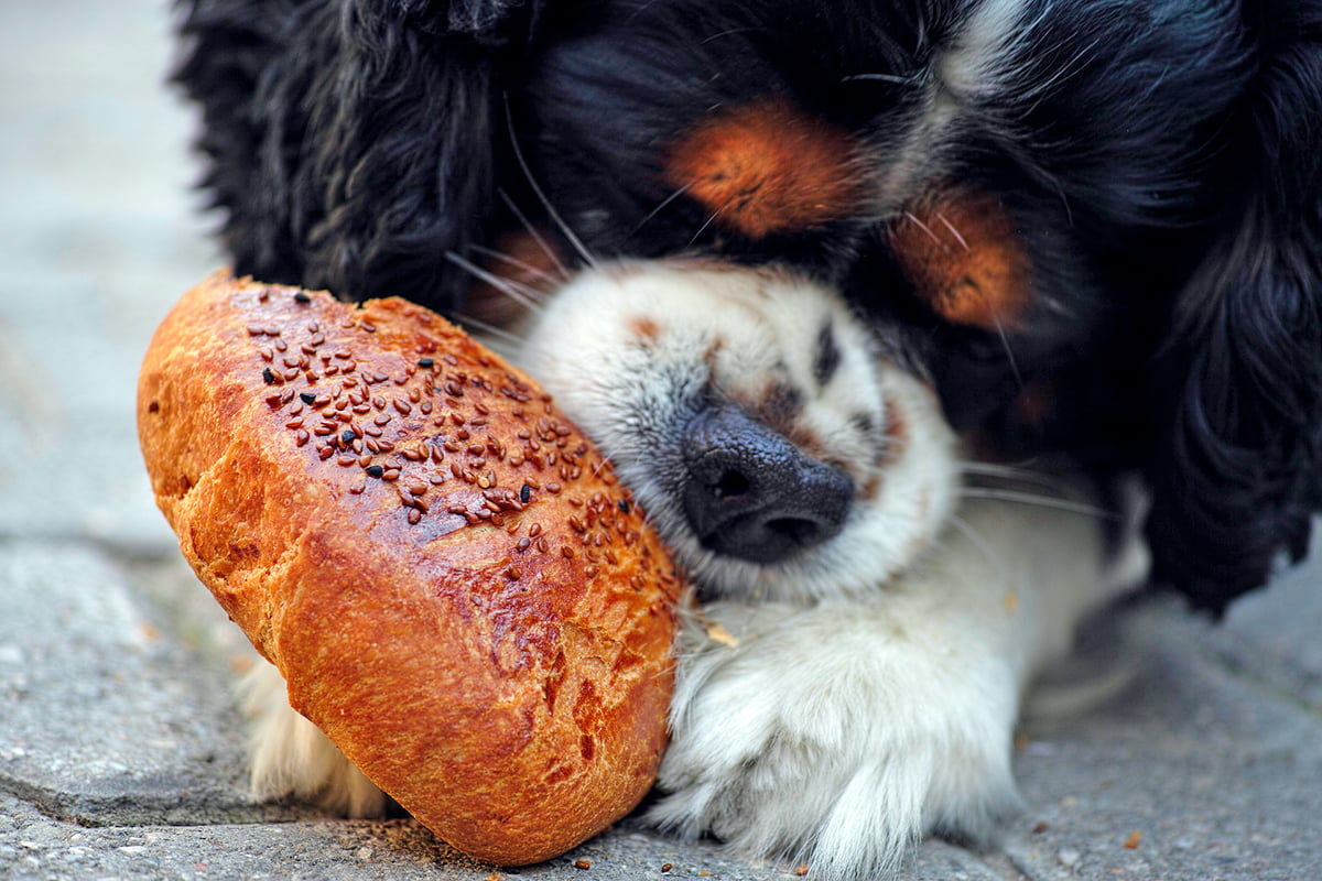 perro comiendo pan