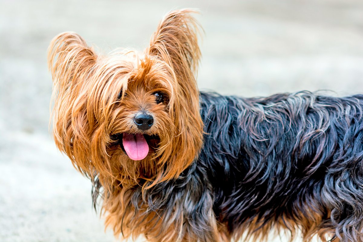 perro yorkshire terrier