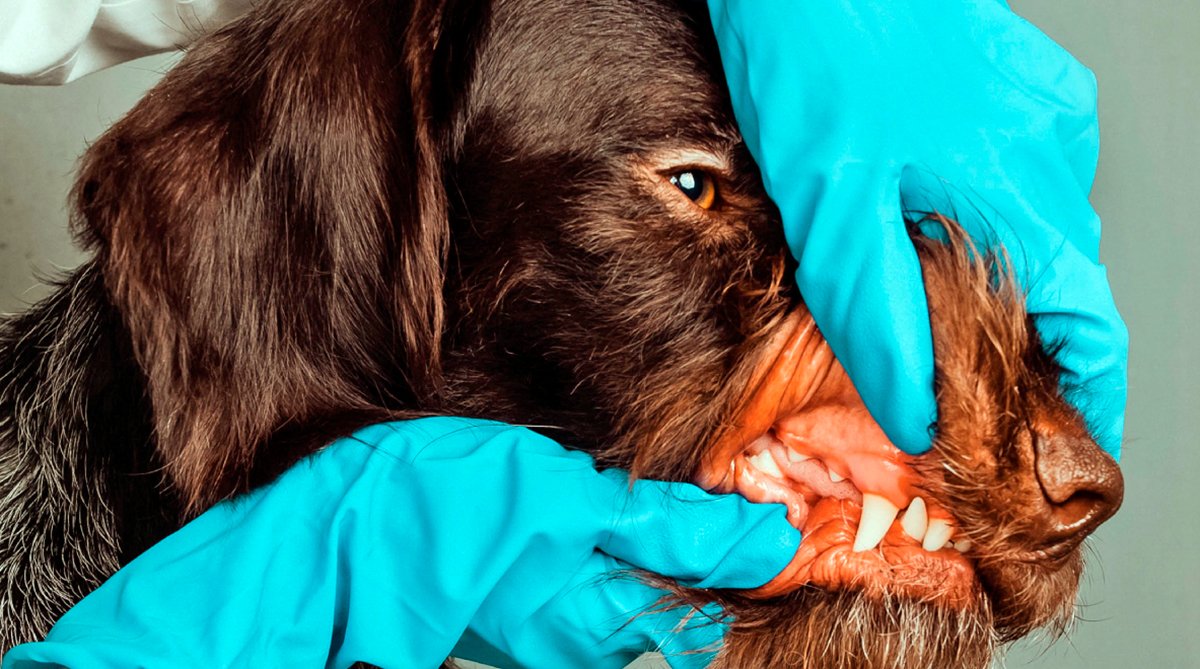 revision de boca de un perro por el veterinario