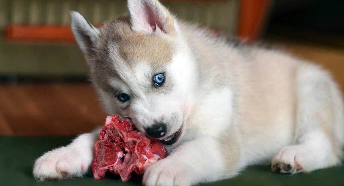 perro comiendo carne cruda