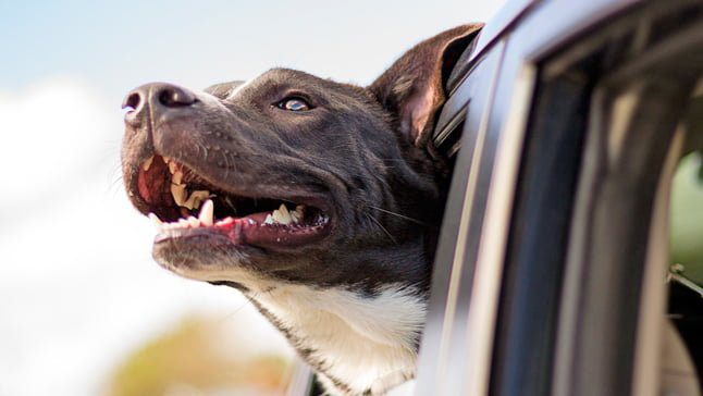 perro en coche