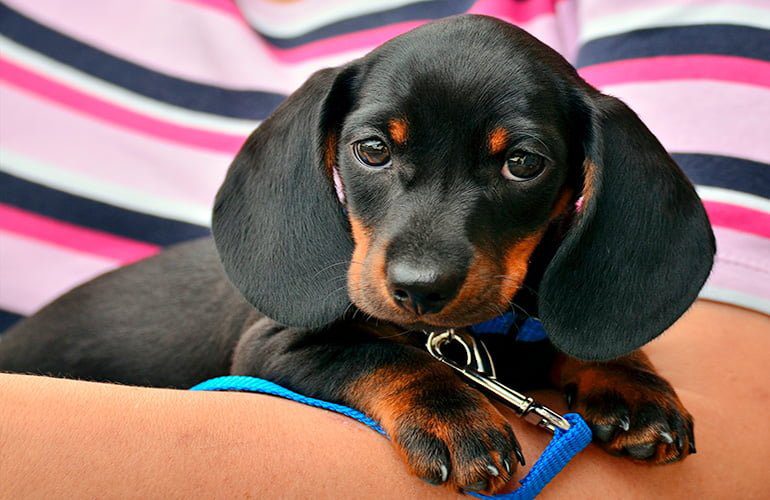 cachorro sobre los brazos de su humano