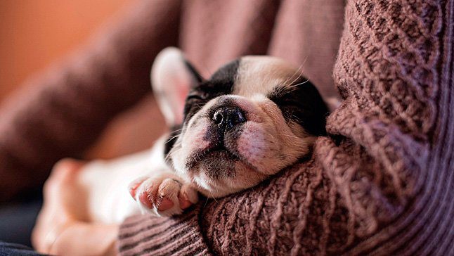 perro durmiendo sobre humano