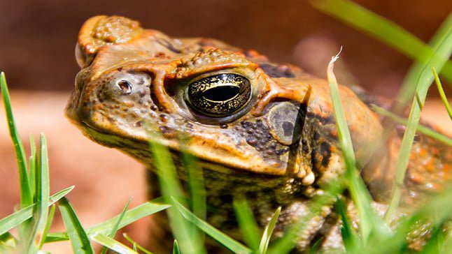 sapo escondido en cesped