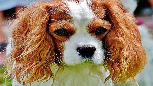 Cavalier King Charles Spaniel