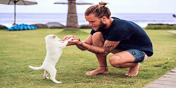 cachorro interactuando con humano