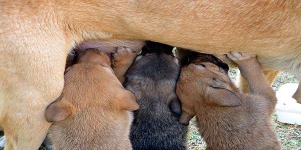 perra amamantando a sus cachorros
