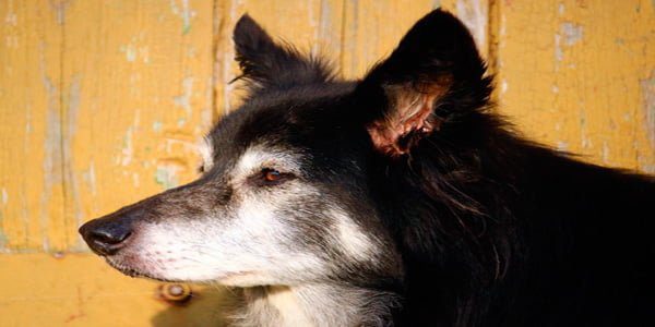 perro apyado contra la pared