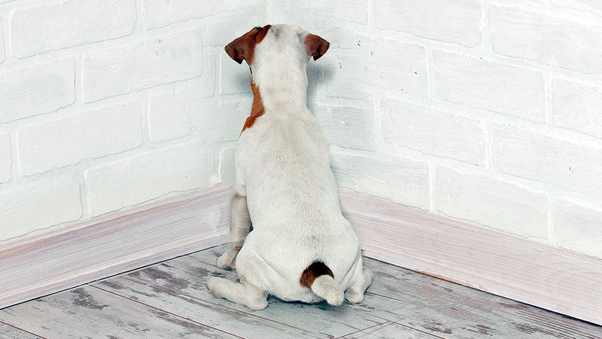 perro con la cabeza contra la pared