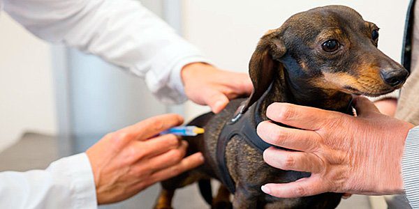 perro en el veterinario