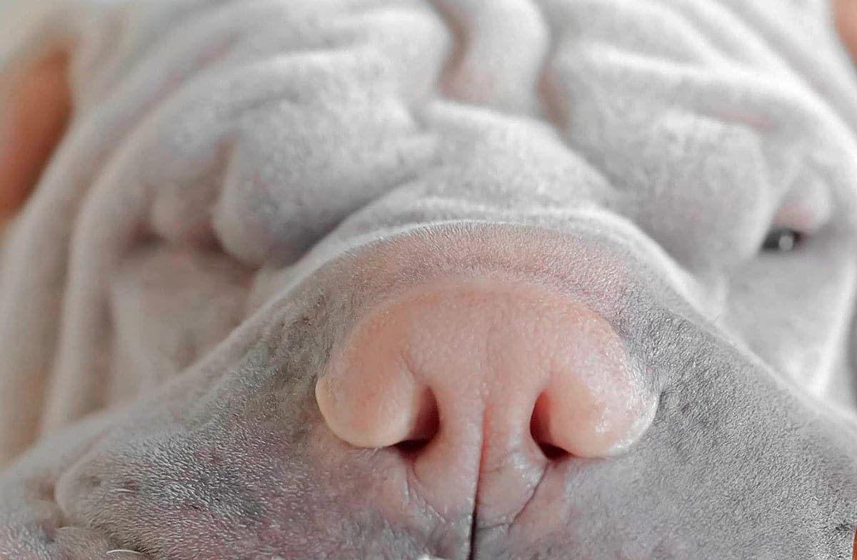 pliegues de la piel de un shar pei blanco
