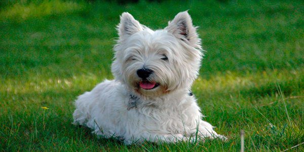 westie