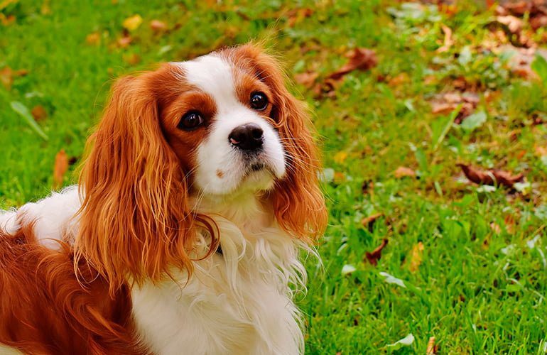 King Charles Spaniel