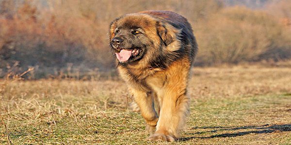 Perro de raza Leonberger