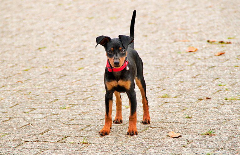 Pinscher