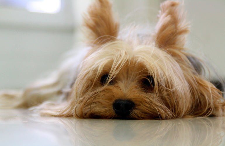 Yorkshire-Terrier