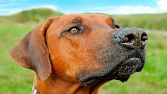 crestado rodesiano 4